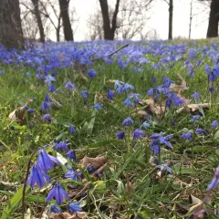 Siberian squill thumbnail 3