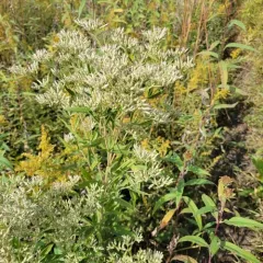 tall boneset thumbnail 2