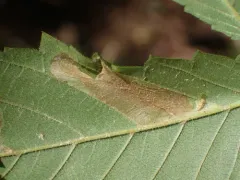 Golden Elm Leafminer thumbnail 4