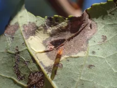 Aspen Leaf Blotch Miner thumbnail 2