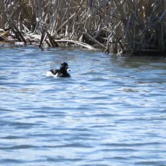 Ring-necked Duck thumbnail 2
