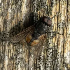 Face fly thumbnail 2