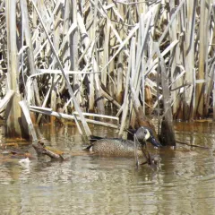 Blue-winged Teal thumbnail 3