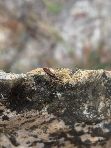Pseudocnemodus canadensis