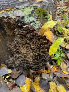 Xylobolus subpileatus thumbnail 2