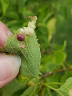 Hackberry Jelly Bean Gall Midge thumbnail 2