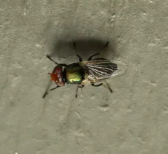 Physiphora alceae thumbnail 3