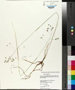 Quaking-grass thumbnail 2