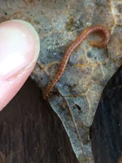 Strigamia branneri thumbnail 3