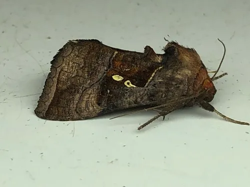Pink-washed Looper Moth