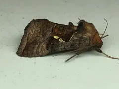 Pink-washed Looper Moth thumbnail 1