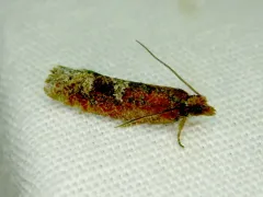 Epinotia arctostaphylana thumbnail 2