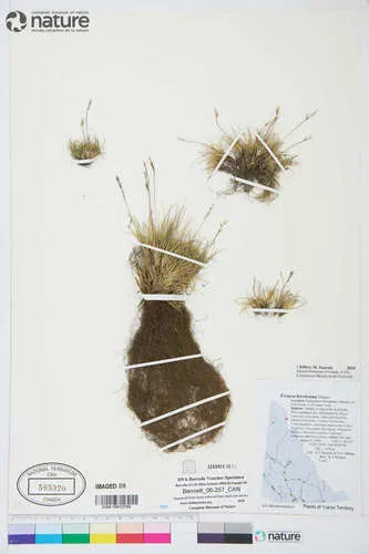 Alaska Fescue