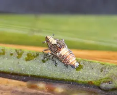 Pissonotus aphidioides thumbnail 2
