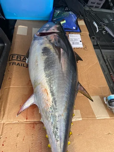 Blackfin Tuna