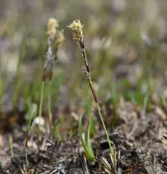 Richardson's Sedge thumbnail 4