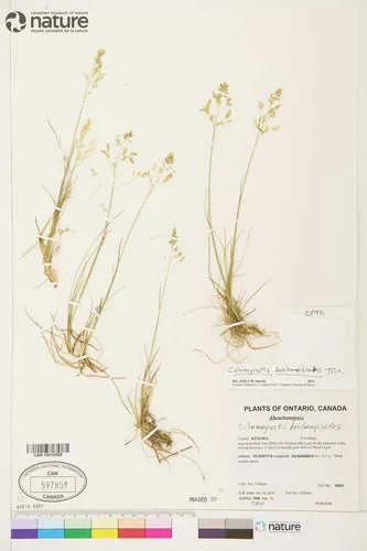 Circumpolar Small-reedgrass