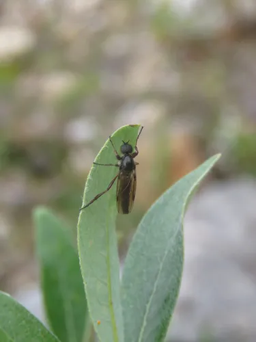 Bibio brunnipes
