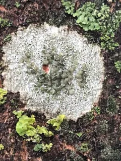 Smoky Rim Lichen thumbnail 1
