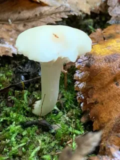 Cuphophyllus borealis thumbnail 4