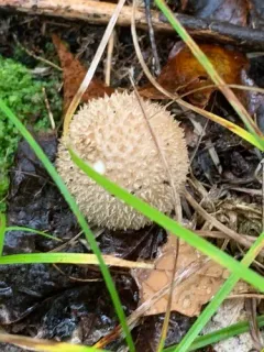 Lycoperdon americanum thumbnail 3