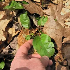 trailing arbutus thumbnail 5