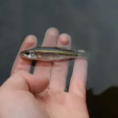 Redside Dace thumbnail 3