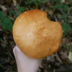 Yellow Gymnopilus thumbnail 2