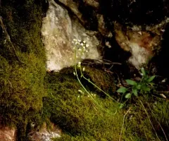 Boreal Whitlow-grass thumbnail 4