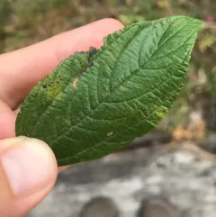 Stigmella ceanothi thumbnail 4
