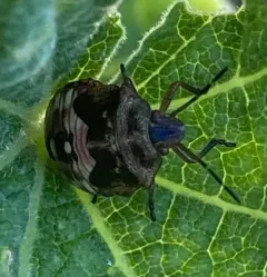 Red-shouldered Stink Bug thumbnail 4