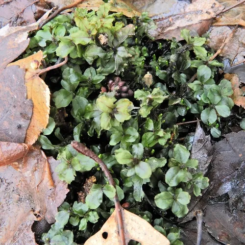 Appalachian penny moss