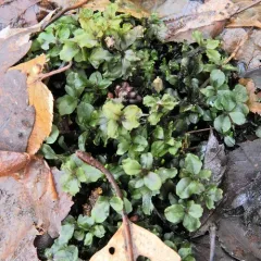 Appalachian penny moss thumbnail 1