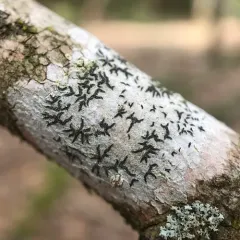 Common Script Lichen thumbnail 2