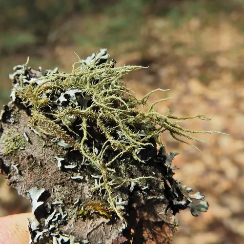 Bristly Beard Lichen