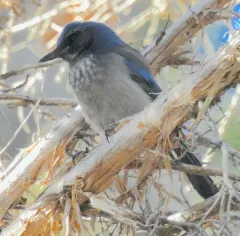 Woodhouse's Scrub-Jay thumbnail 2