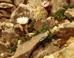 Woolly Fleabane thumbnail 2