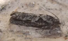 Epinotia vertumnana thumbnail 2