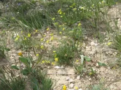 sheathed wildparsley thumbnail 2