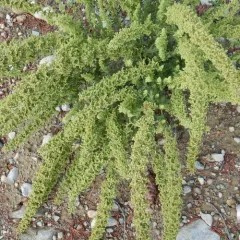 Jerusalem oak thumbnail 3