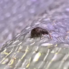 Hair-banded Broad-nosed Weevil thumbnail 1