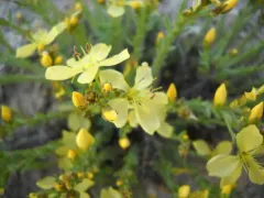 King's Flax thumbnail 2