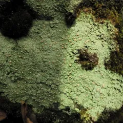 Candy Lichen thumbnail 3