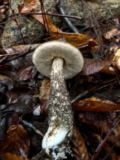 Snell's bolete thumbnail 3