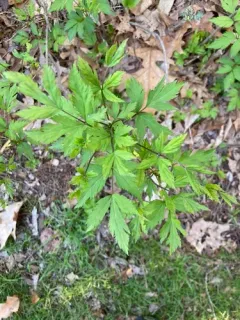 Shrub Yellowroot thumbnail 2