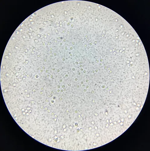 Tricholoma apium