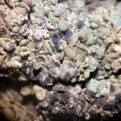 Clypeococcum hypocenomycis thumbnail 2