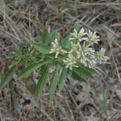 tall boneset thumbnail 3