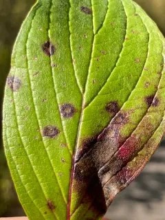 Sphaerulina cornicola thumbnail 2