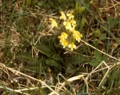 Oeder's Lousewort thumbnail 4